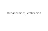 Ovogenesis y Fertilización