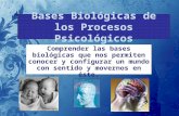 Bases Biológicas de Los Procesos Psicológicos