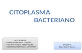 citoplasma bacteriano