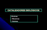 CatalizadoresBiologicos Ribozimas