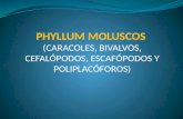 PHYLLUM MOLUSCOS 3