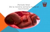 Embriologia- Periodo Fetal