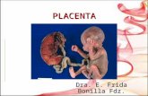 16 Placenta