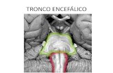 2 TRONCO ENCEFÁLICO nervios craneales.pdf
