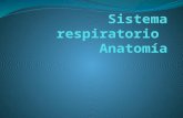 Anatomia S. Respiratorio