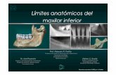 Limite Anatomicos del Maxilar Inferior Rx