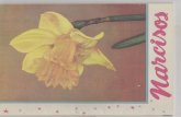 Narcisos Spanish Complete Searchablecomp