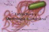 Estructura y Morfología Bacteriana 2015