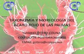 Taxonomía y Morfología Del Ácaro Rojo de Las Palmas