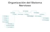 16369306 Organizacion Del Sistema Nervioso
