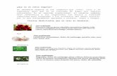 Plantas Medicinales Que Se Usan en Honduras