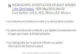Investigacion Microscópica Del Apice Radiografico