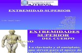 Diapositiva Extremidades Superiores Del Cuerpo Humano MARIA ALEJANDRAS