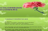 Colombian Flowers Final
