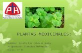 Planta Medicinal