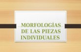 Morfologías de Las Piezas Individuales