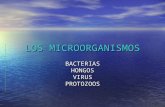 Los Microorganismos y Bacterias de Tipos.