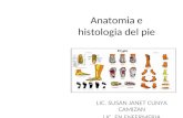 Anatomia e histologia del pie 01 - copia.ppt