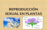 Sem 15 Reproducción Sexual y Vegetativa en Plantas - Metamorfosis