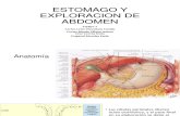 Estomago y Exploracion de Abdomen