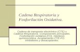 Conferencia No. 5.Cadena Respiratoria, F.oxid. Ciclo Krebs.(1)