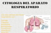 Citolologia de Tracto Respiratorio