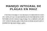Manejo Integral de Plagas en Maiz Mayo