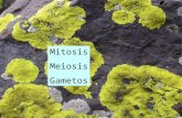 Tema 9. Mitosis y meiosis.ppt