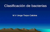 3- Clasificación de Bacterias