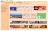 Corales en Zapala - Museo Virtual de Fósiles Patagónicos
