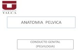 Anatomia Pelviana