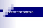 Electroforesis 2013 i