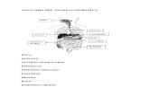 Trabajo Universitario - Anatomía Del Aparato Digestivo