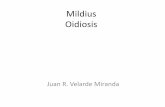 Mildius y Oidiosis
