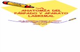 Anatomía Del Párpado y Aparato Lagrimal.dr.Cortez.