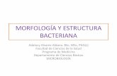 2. MORFOLOGÍA Y ESTRUCTURA BACTERIANA II estudiantes.pdf
