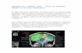 Anatomía Del Cerebro