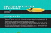 Proceso de Cultivo de Banano