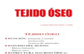 Histología Tejido Óseo y Articulaciones