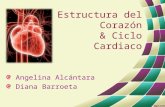 33. Estructura del corazón. Ciclo cardíaco y tonos cardíacos.