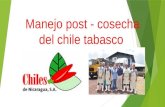 Chile Tabasco