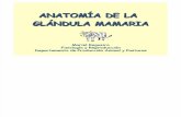 Anatomia de La Glandula Mamaria Cr7