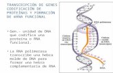 TRANSCRIPCIÓN DE GENES CODIFICACIÓN DE PROTEÍNAS Y FORMACIÓN DE mRNA FUNCIONAL