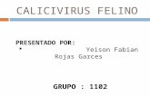Calicivirus Felino