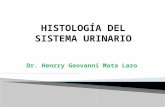 7 Histologia de Sistema Urinario Publicacion