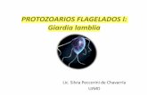 07. Clase_Giardia, Chilomastix