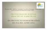 Bicu Cium Presentacion Palma Africana