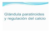 Glandula Paratiroides y Regulacion del Calcio.pdf