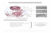 Introducción al estudio de las membranas biológicas