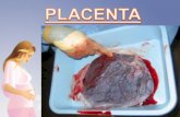 Placenta 1[2]